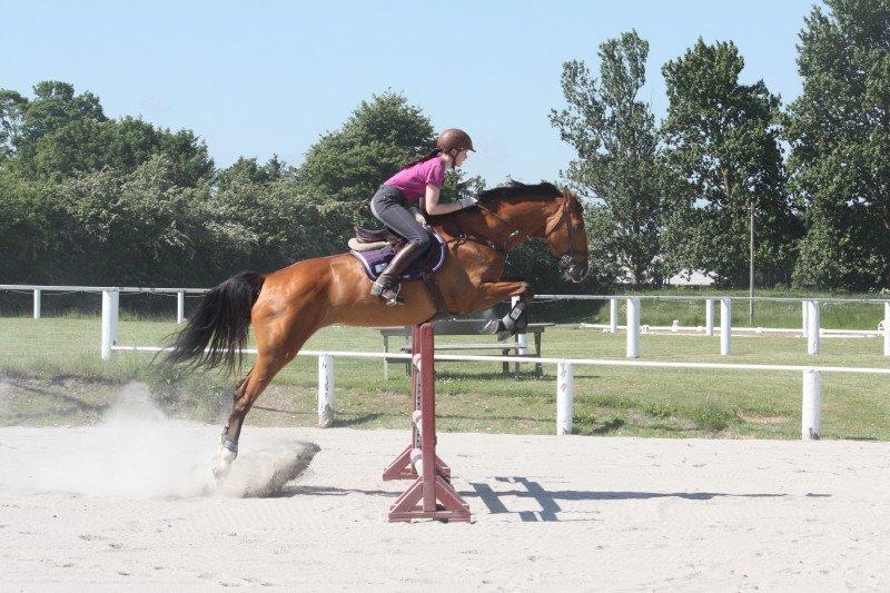 Dansk Varmblod Mulan *Lille Pigen* billede 28