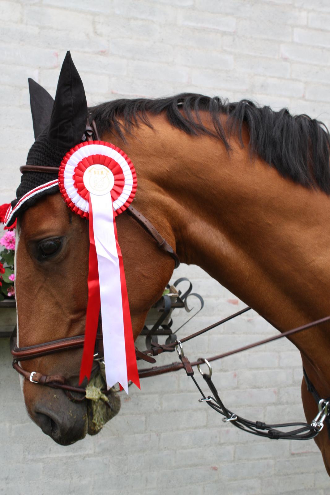 Dansk Varmblod Mulan *Lille Pigen* - Vinder sin 2. LB1*. DYGTIG billede 30