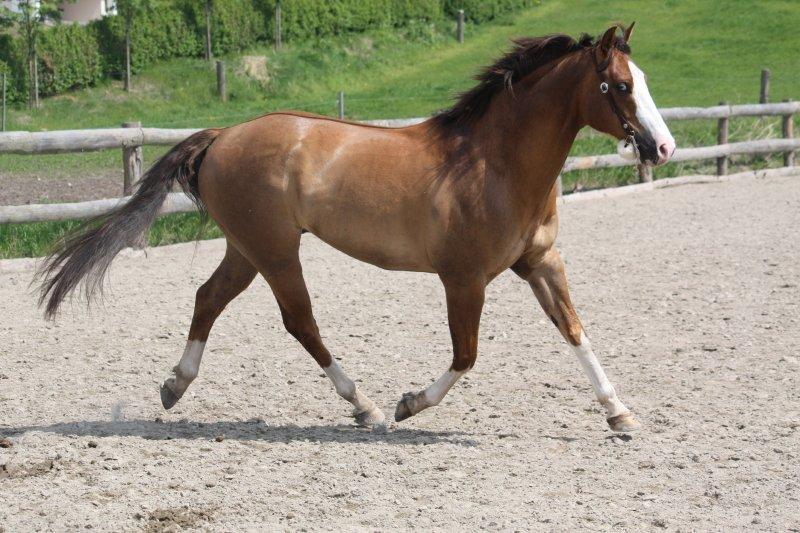 Quarter Frontiers Four Socks billede 28