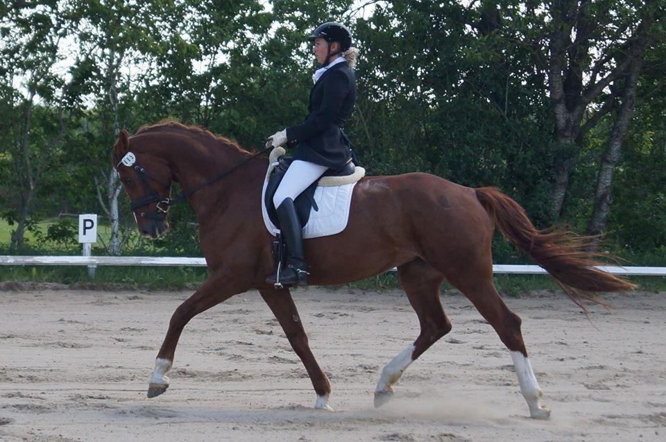 Dansk Varmblod Hedelunds Donna Regitze billede 4