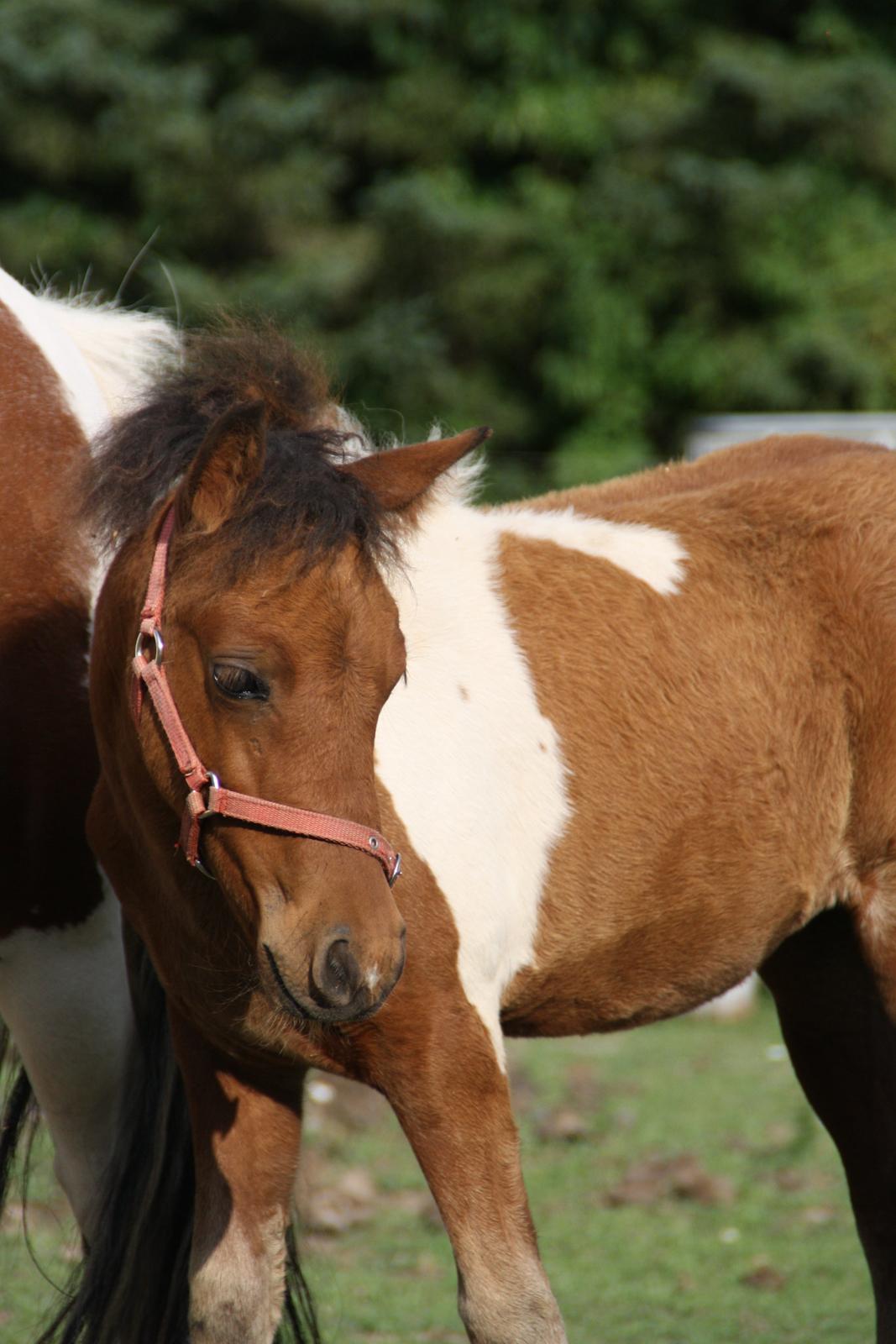 Anden særlig race Miss Casia billede 1