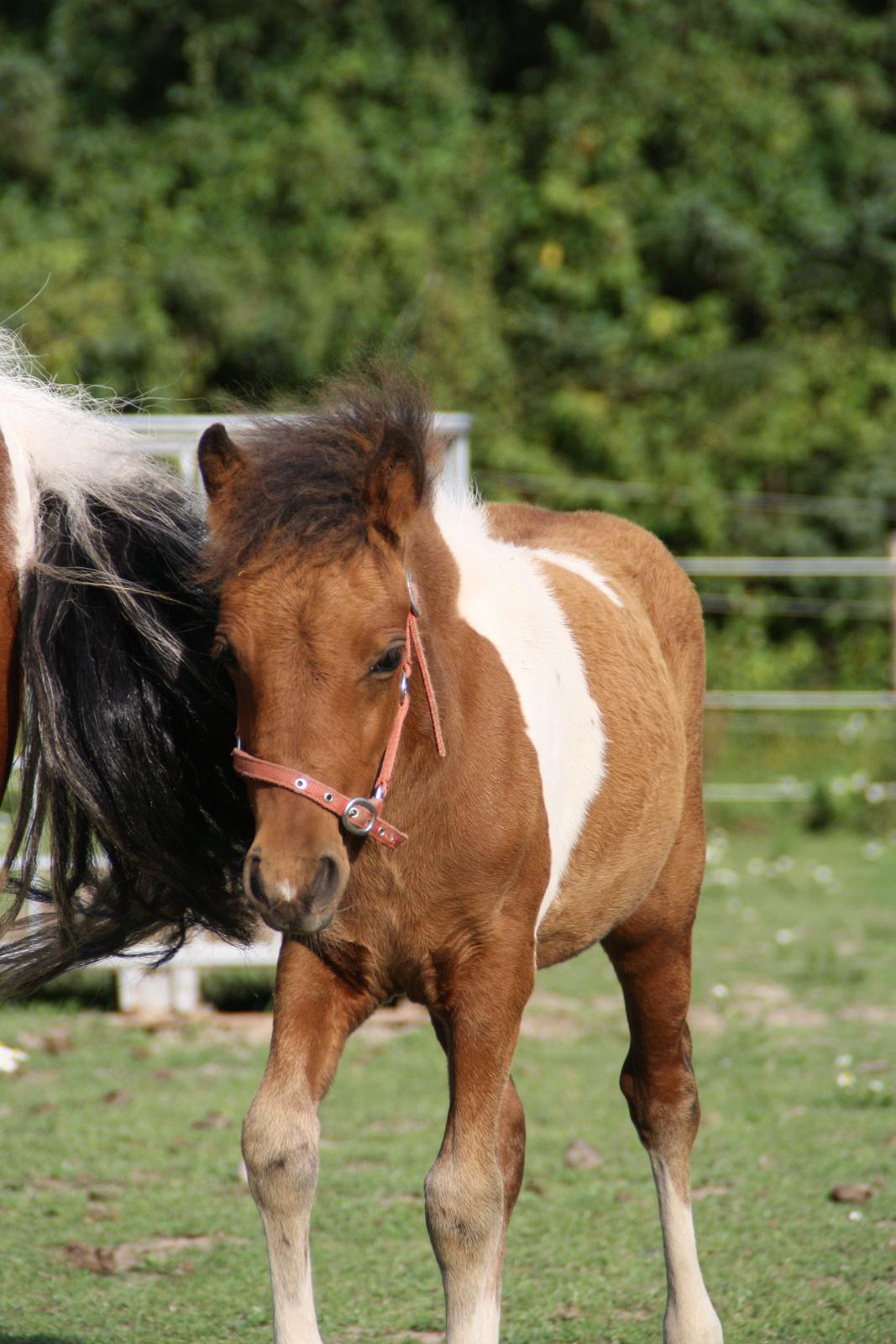 Anden særlig race Miss Casia billede 8