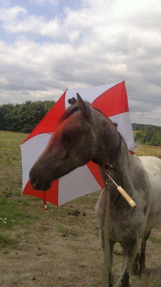 Knabstrupper fantexzo ( tidligere hest) - leg med paraply billede 13