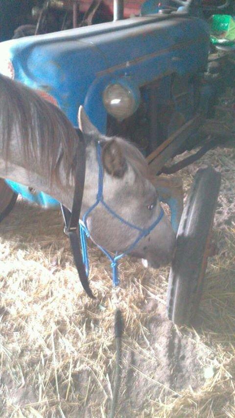 Knabstrupper fantexzo ( tidligere hest) - første close up med traktor billede 14
