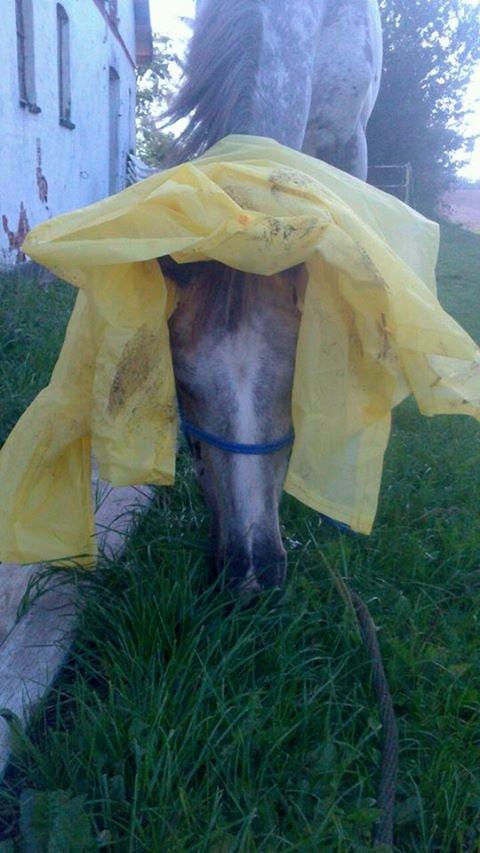 Knabstrupper fantexzo ( tidligere hest) - leg med plastik billede 15