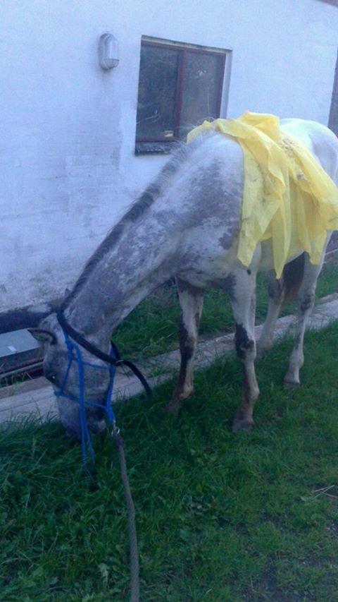 Knabstrupper fantexzo ( tidligere hest) billede 16