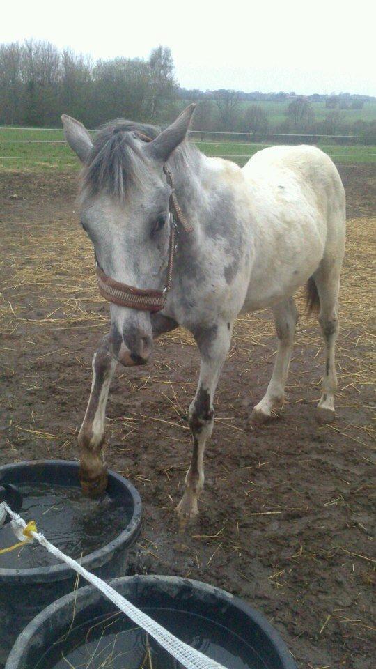Knabstrupper fantexzo ( tidligere hest) - han elsker at vandplaske billede 17