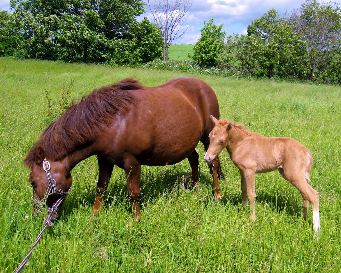 Welsh Partbred (Sec F) Sally billede 1