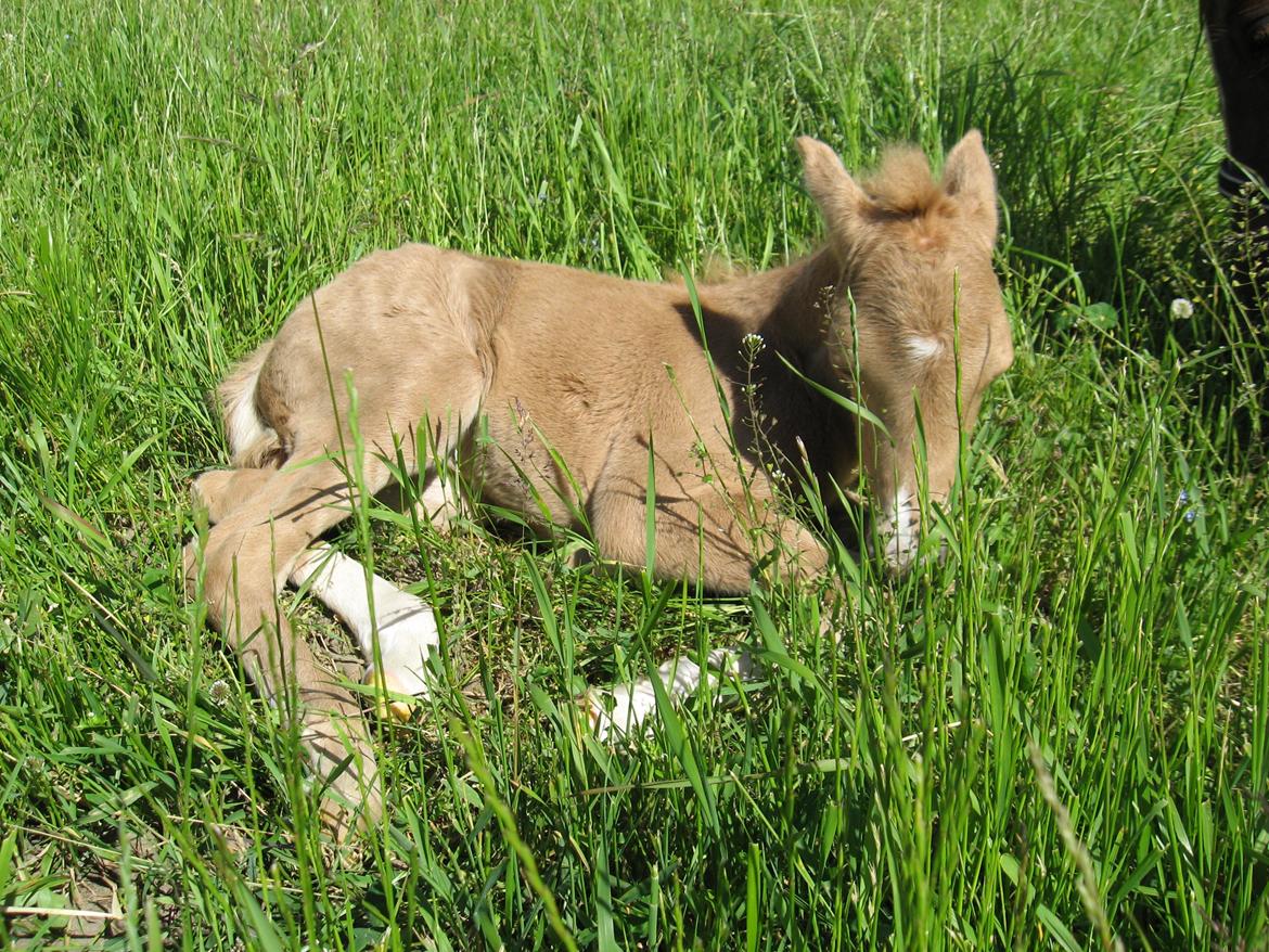 Welsh Partbred (Sec F) Sally billede 2