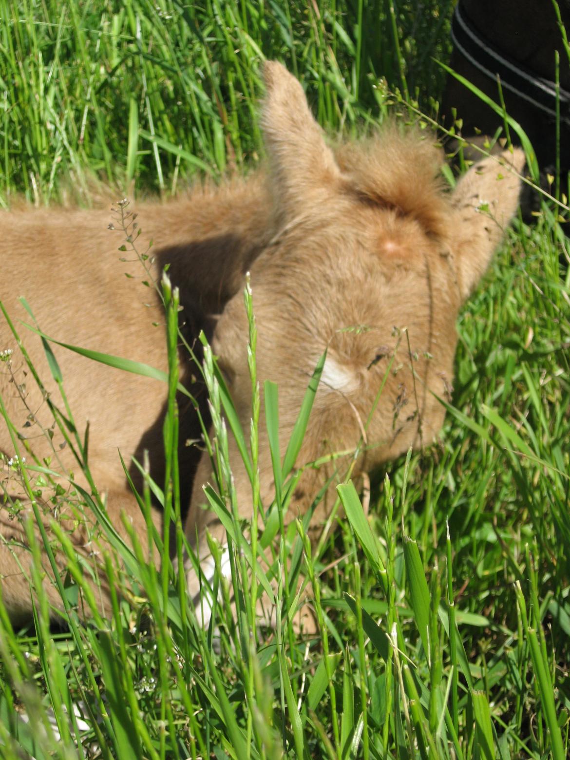 Welsh Partbred (Sec F) Sally billede 3