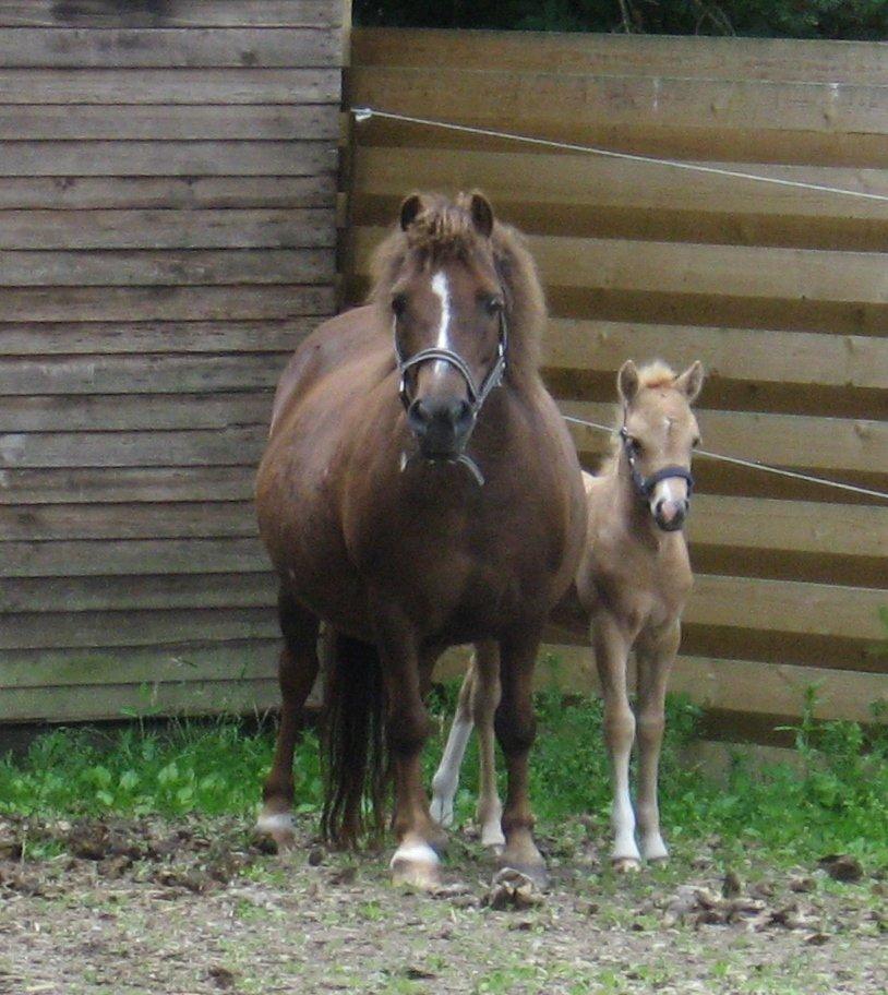 Welsh Partbred (Sec F) Sally billede 4