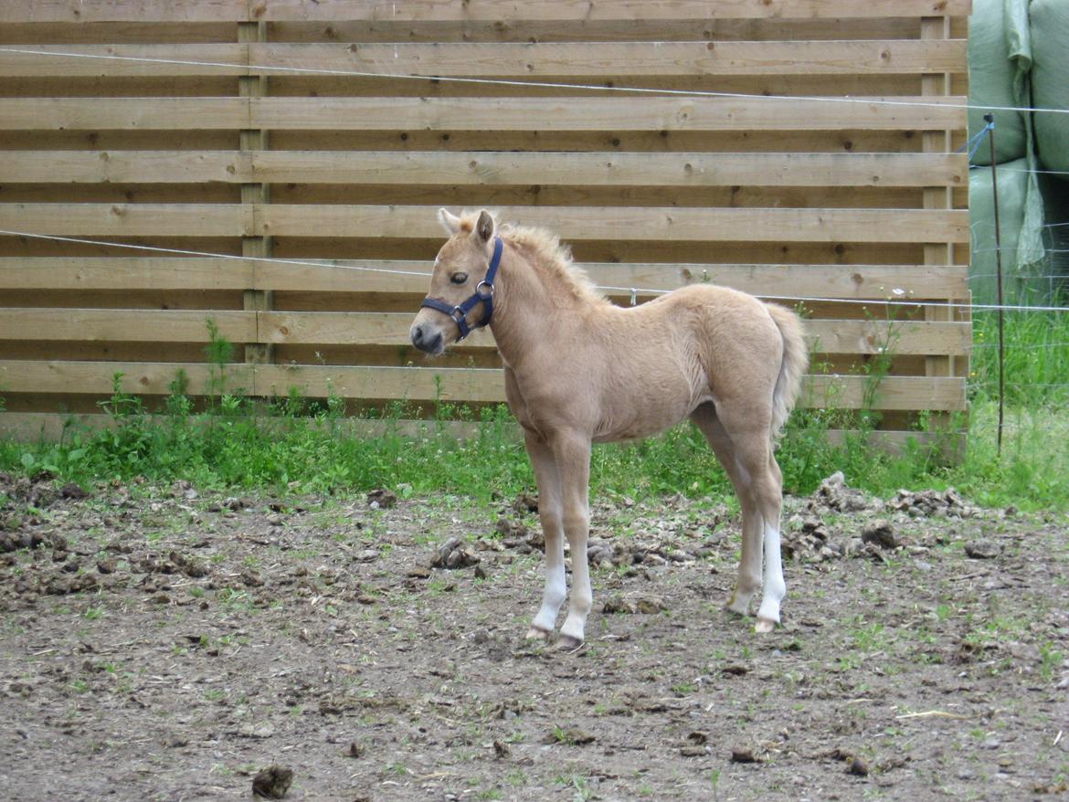 Welsh Partbred (Sec F) Sally billede 5