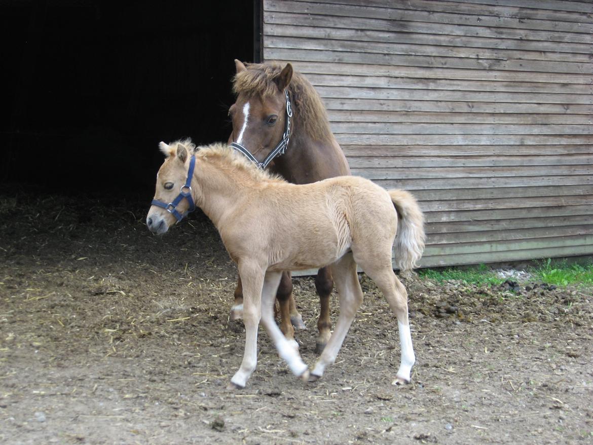 Welsh Partbred (Sec F) Sally billede 6
