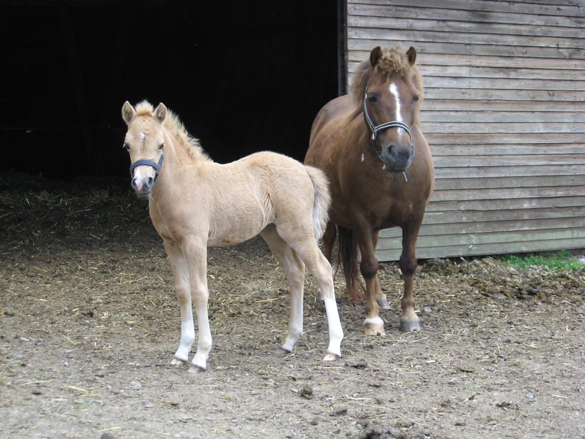 Welsh Partbred (Sec F) Sally billede 7