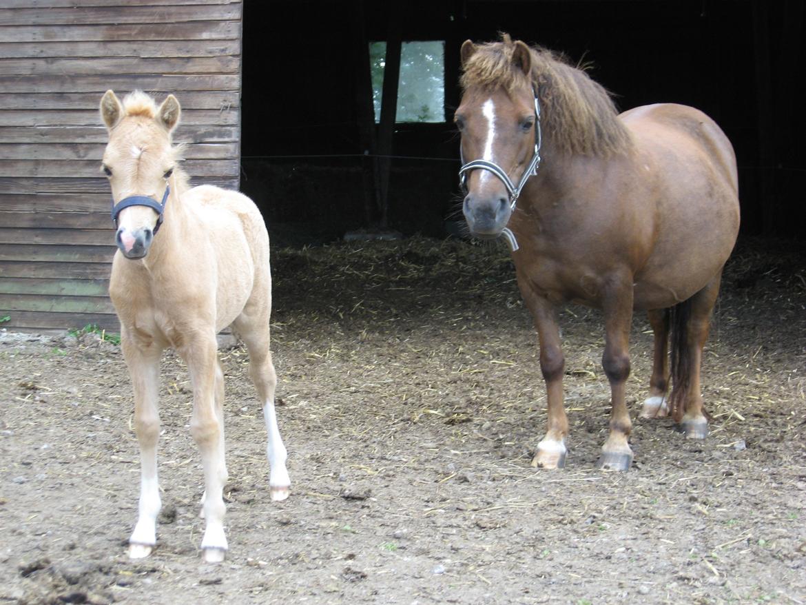 Welsh Partbred (Sec F) Sally billede 8
