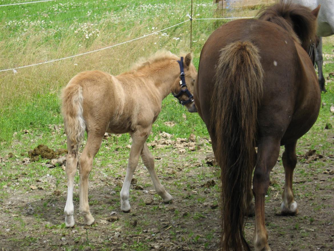 Welsh Partbred (Sec F) Sally billede 9