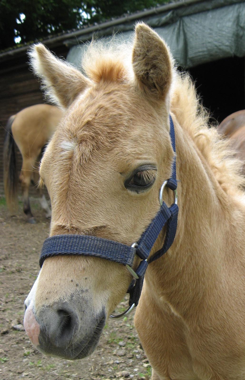 Welsh Partbred (Sec F) Sally billede 10