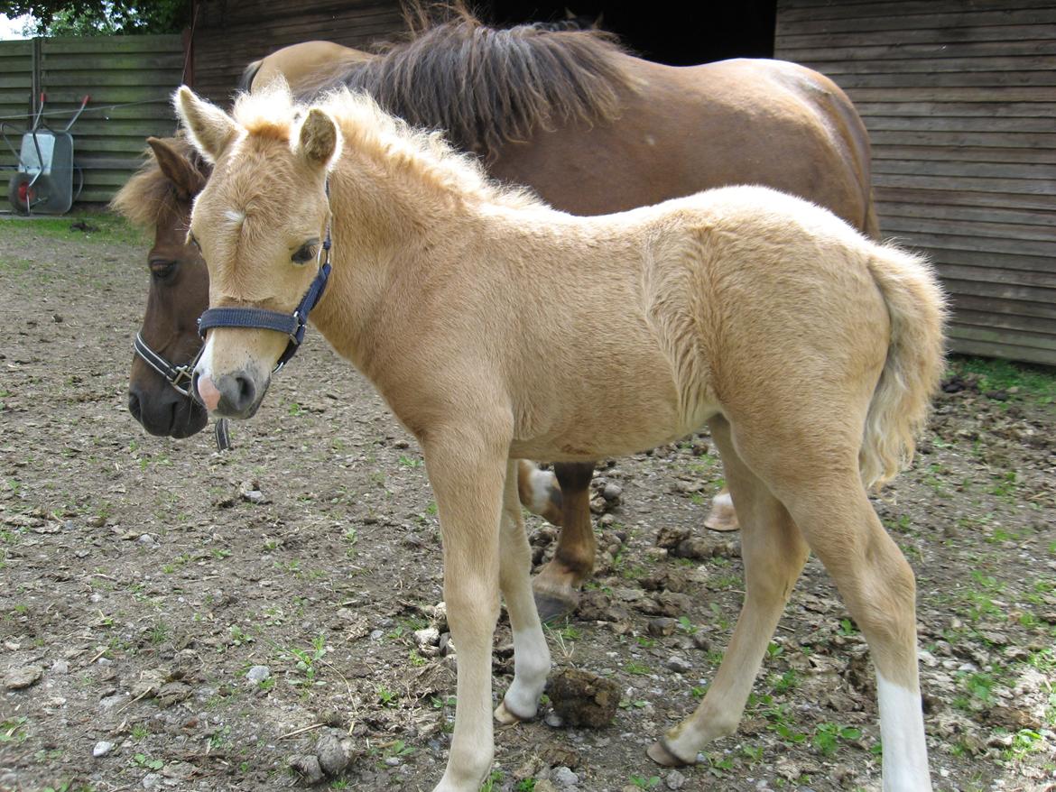 Welsh Partbred (Sec F) Sally - Sally 1 måned billede 11