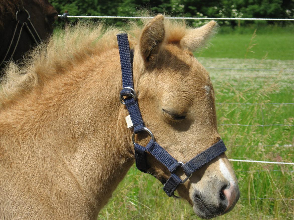 Welsh Partbred (Sec F) Sally - Sally 1 måned billede 12