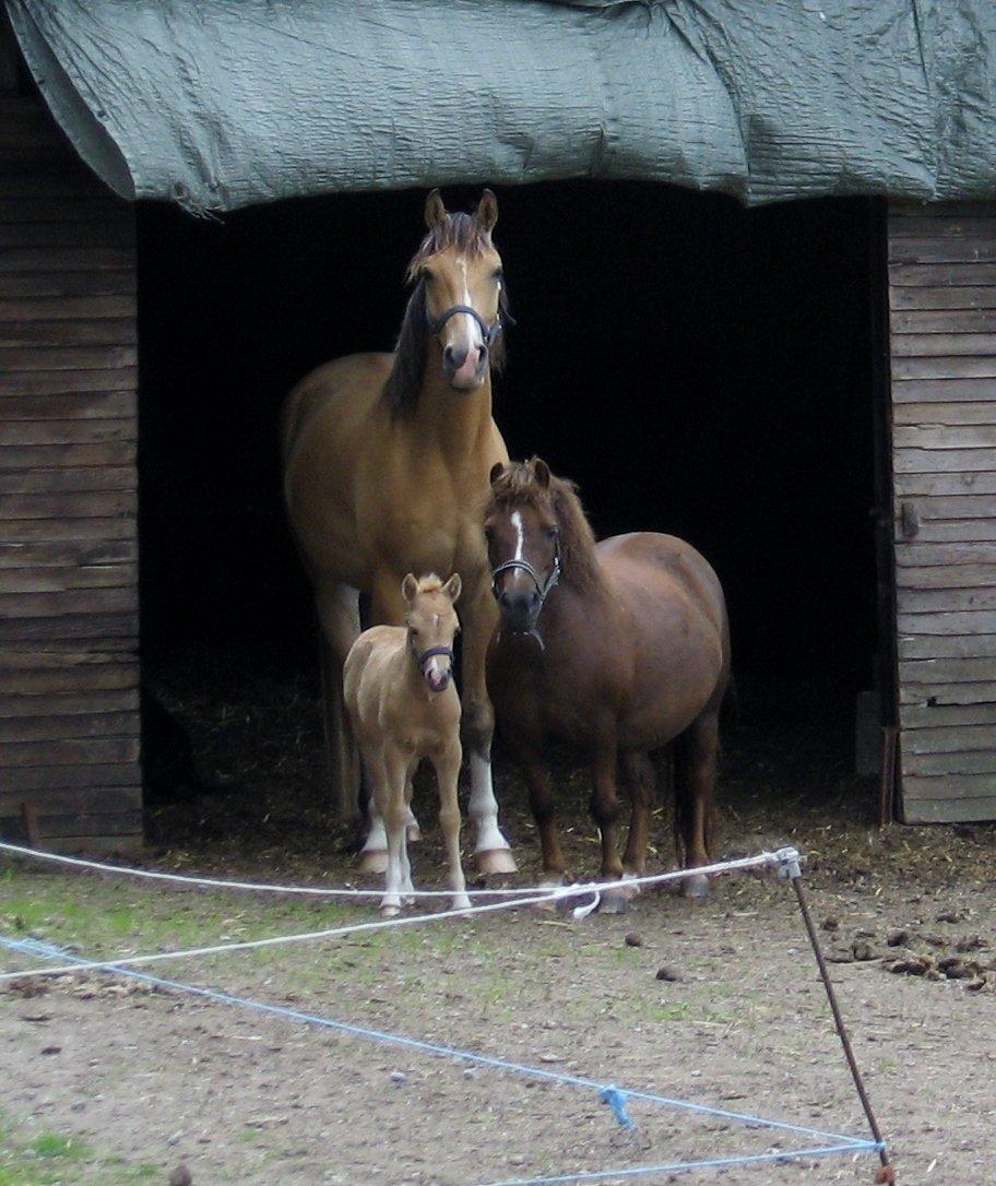 Welsh Partbred (Sec F) Sally billede 13