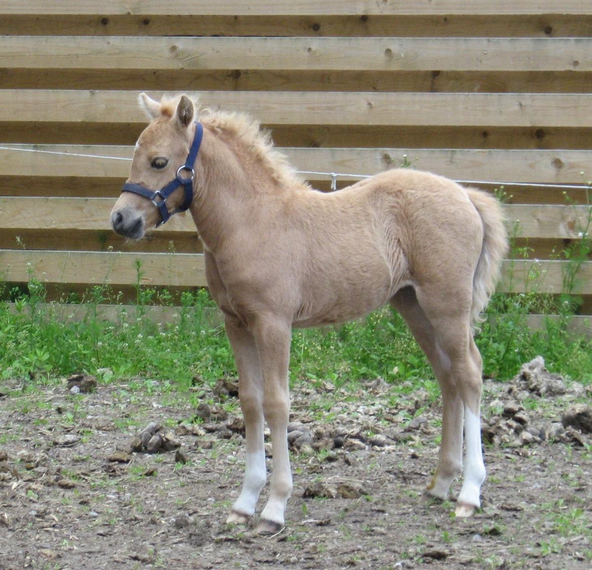 Welsh Partbred (Sec F) Sally billede 15