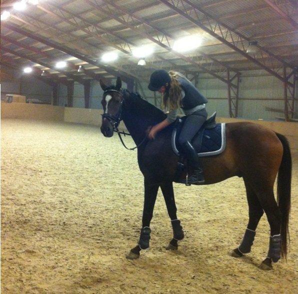 Dansk Varmblod Legendo billede 19