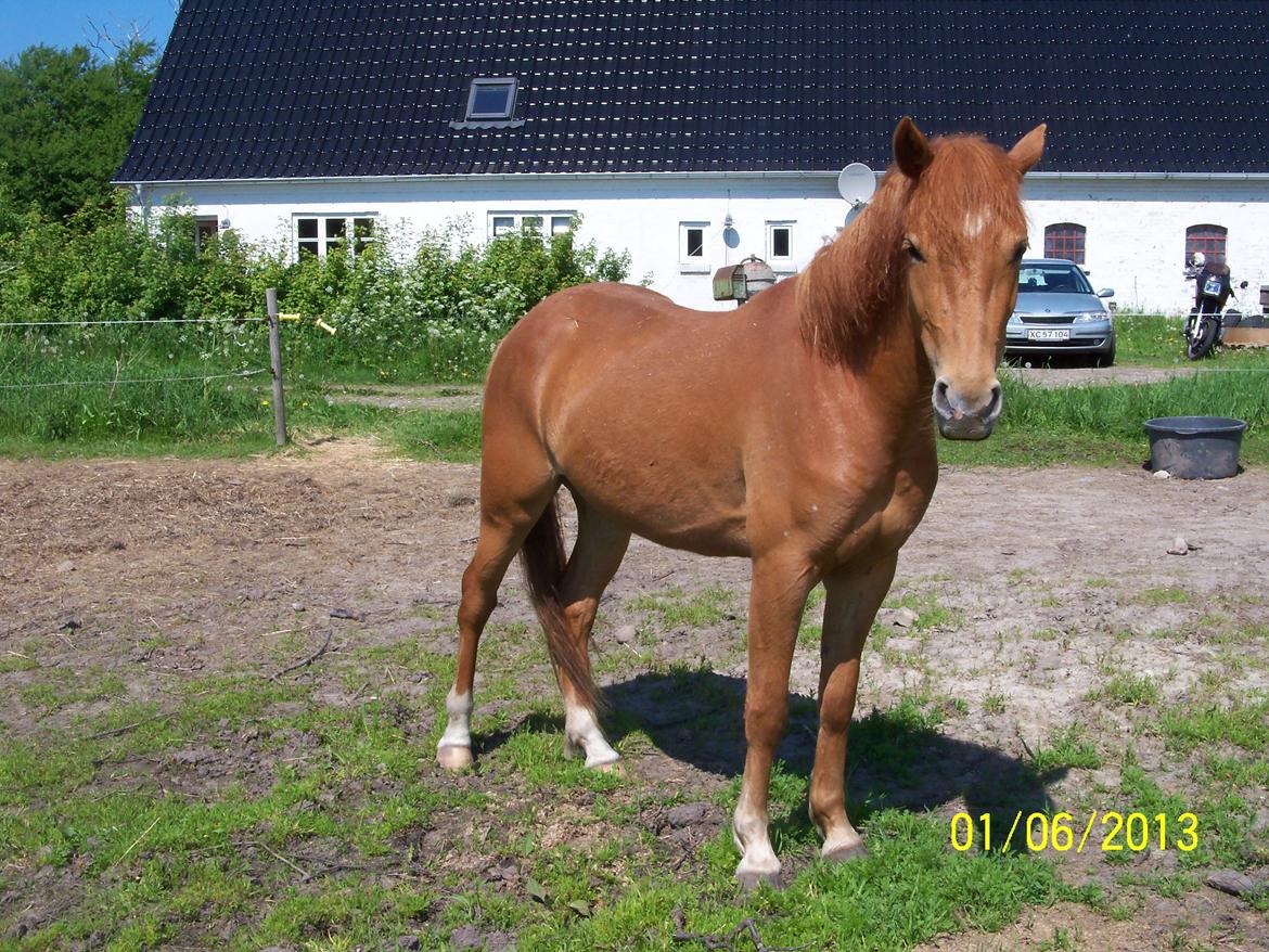 Anden særlig race Bella - Sommerbilledet billede 10