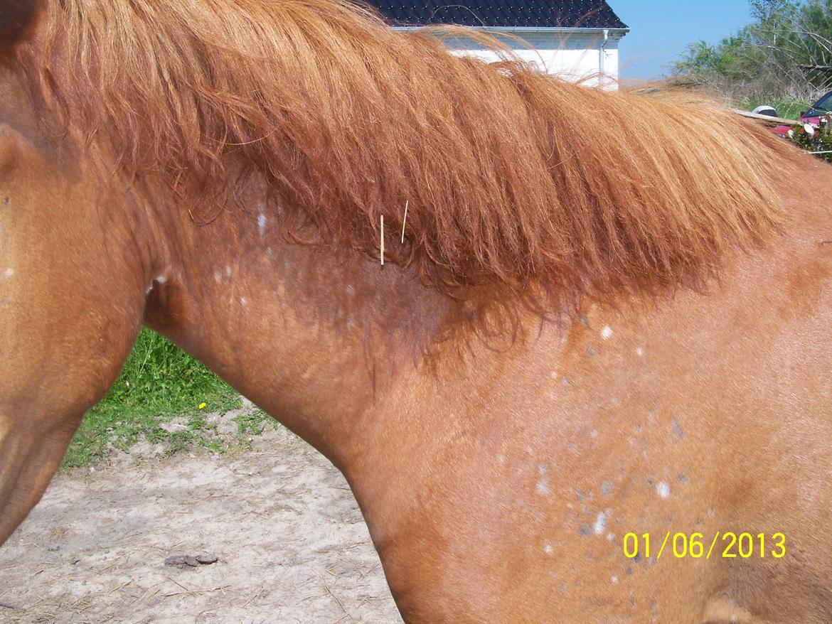 Anden særlig race Bella - Forandring på vej, en masse hvide pletter billede 11