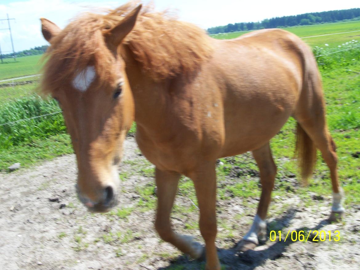 Anden særlig race Bella - Lidt svært at tage billede, når hun vil snakkes med. billede 12