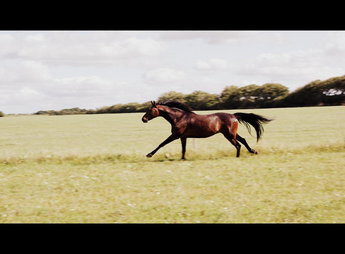 Anden særlig race Chili In Action billede 27