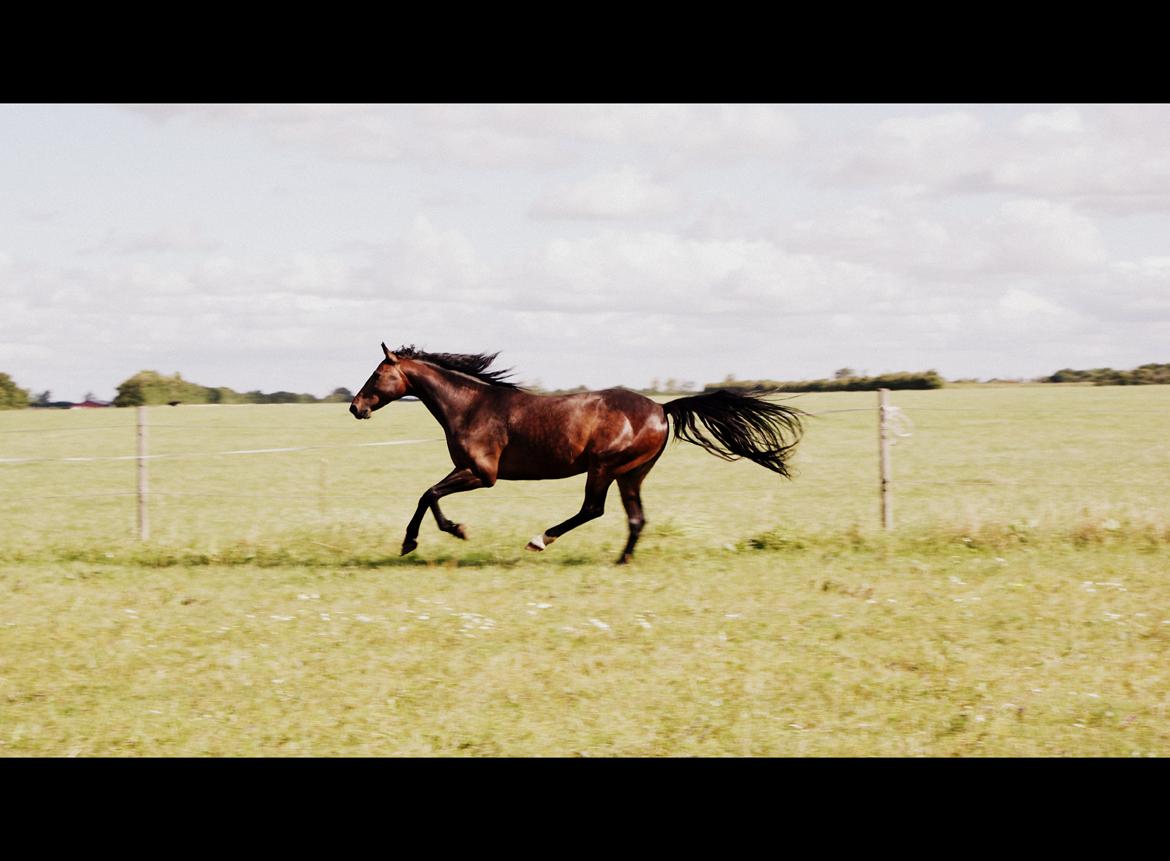 Anden særlig race Chili In Action billede 28