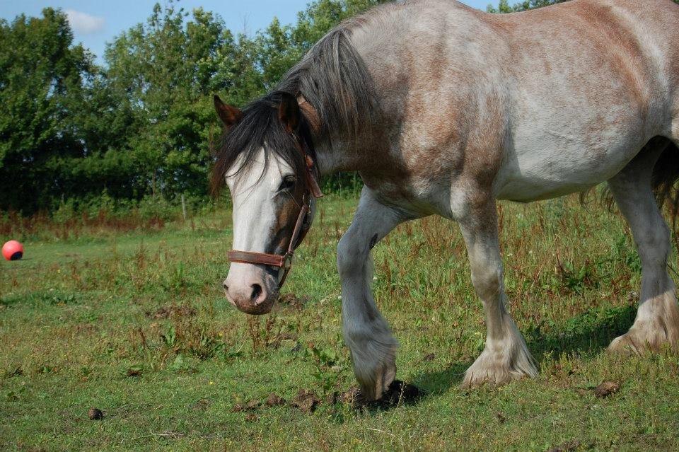 Irish Cob - Diamond [For evigt elsket] - NYT// Foto: Mia Eskesen (Mig) billede 3