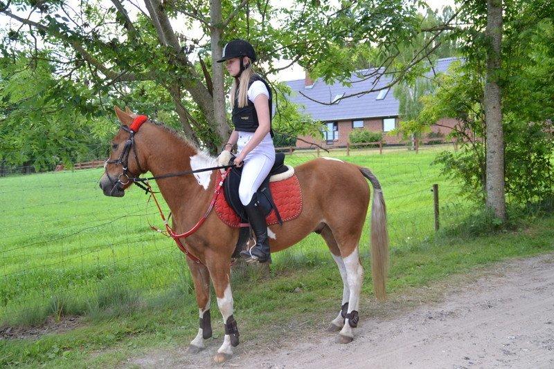 Pinto PRINS KASHMIR - Stævne på hjemme bane med et par røde rosetter ;) billede 23