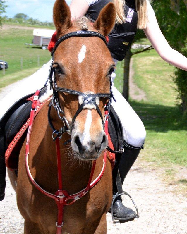 Pinto PRINS KASHMIR billede 15