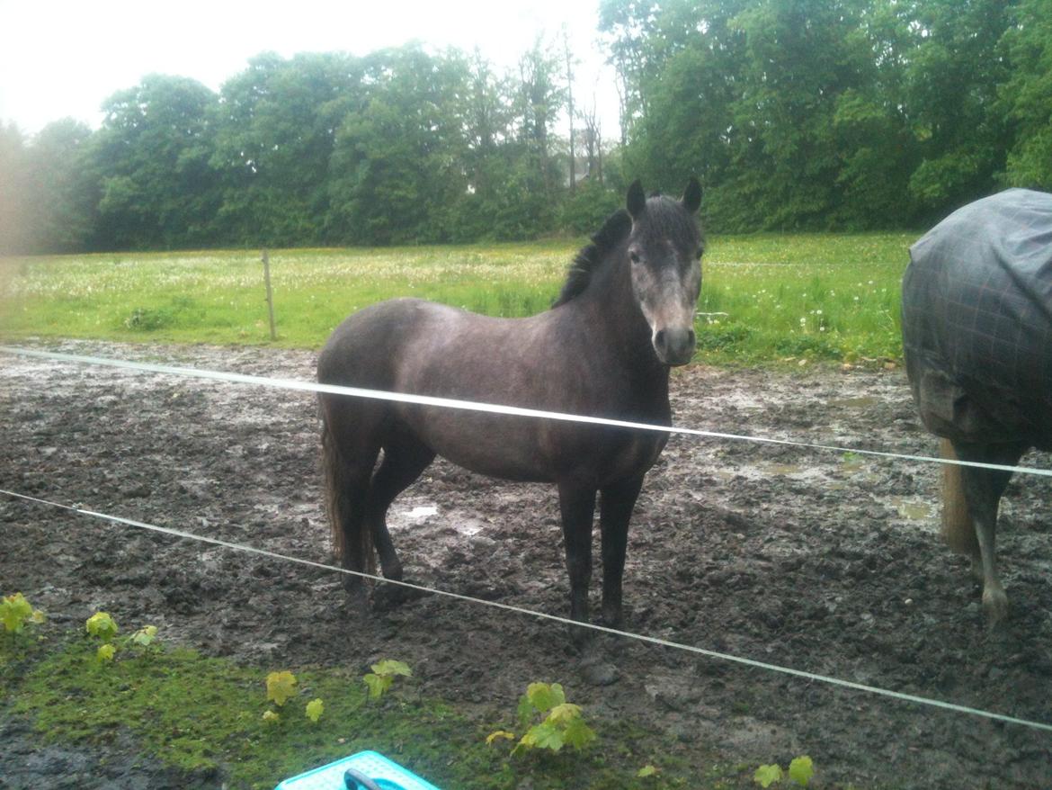 Anden særlig race Malina billede 2