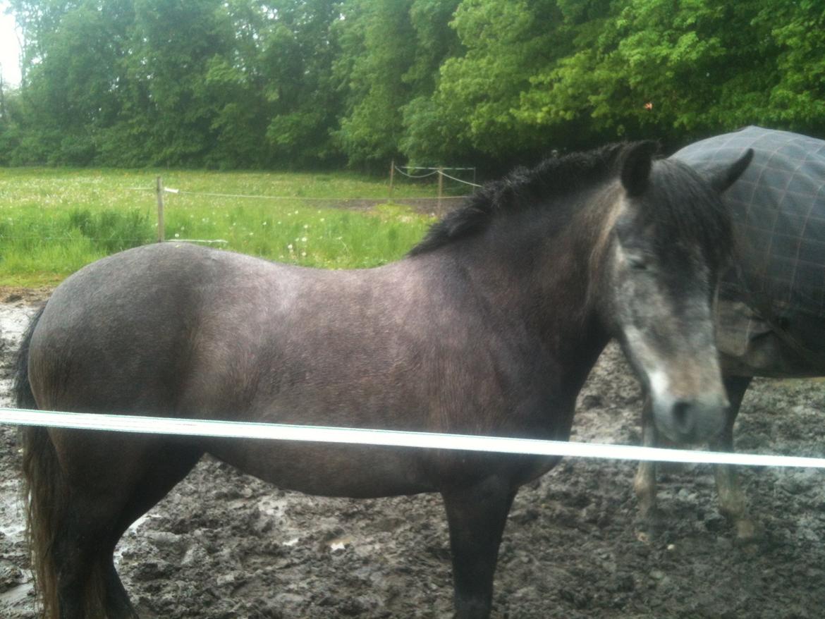 Anden særlig race Malina billede 5