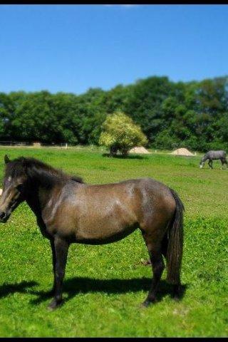 Anden særlig race Malina - Gammelt billede af min Malina basse!<3 billede 6