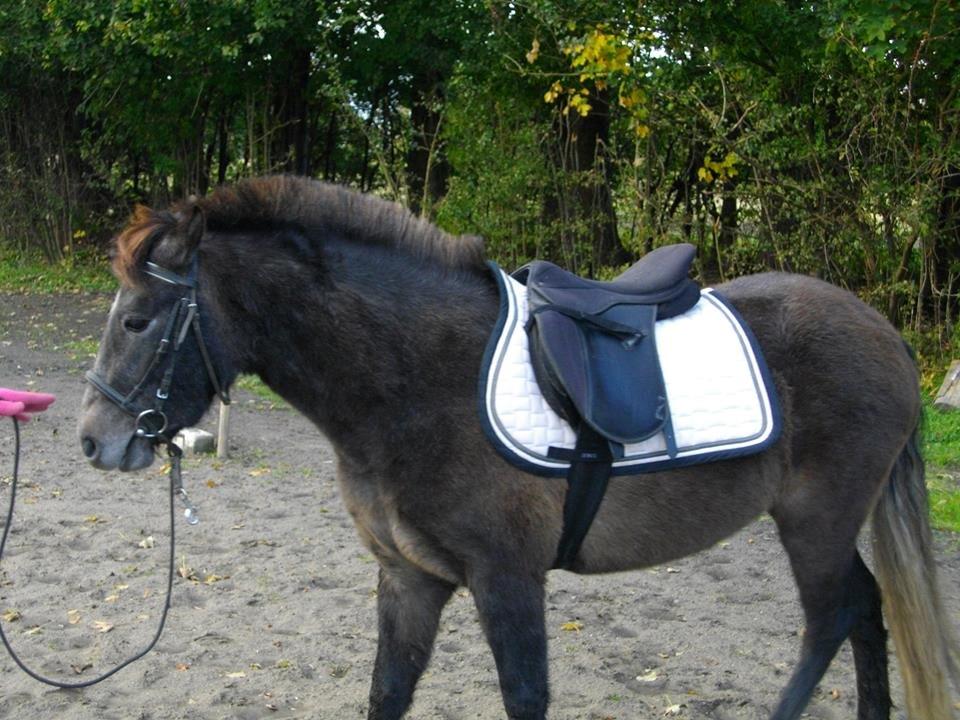 Anden særlig race Malina - Første gang med saddel!<3 billede 9