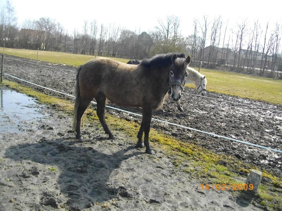 Anden særlig race Malina billede 14