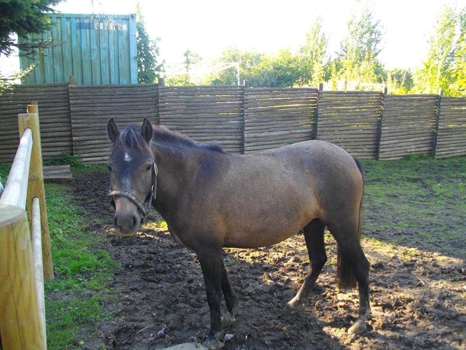 Anden særlig race Malina billede 15