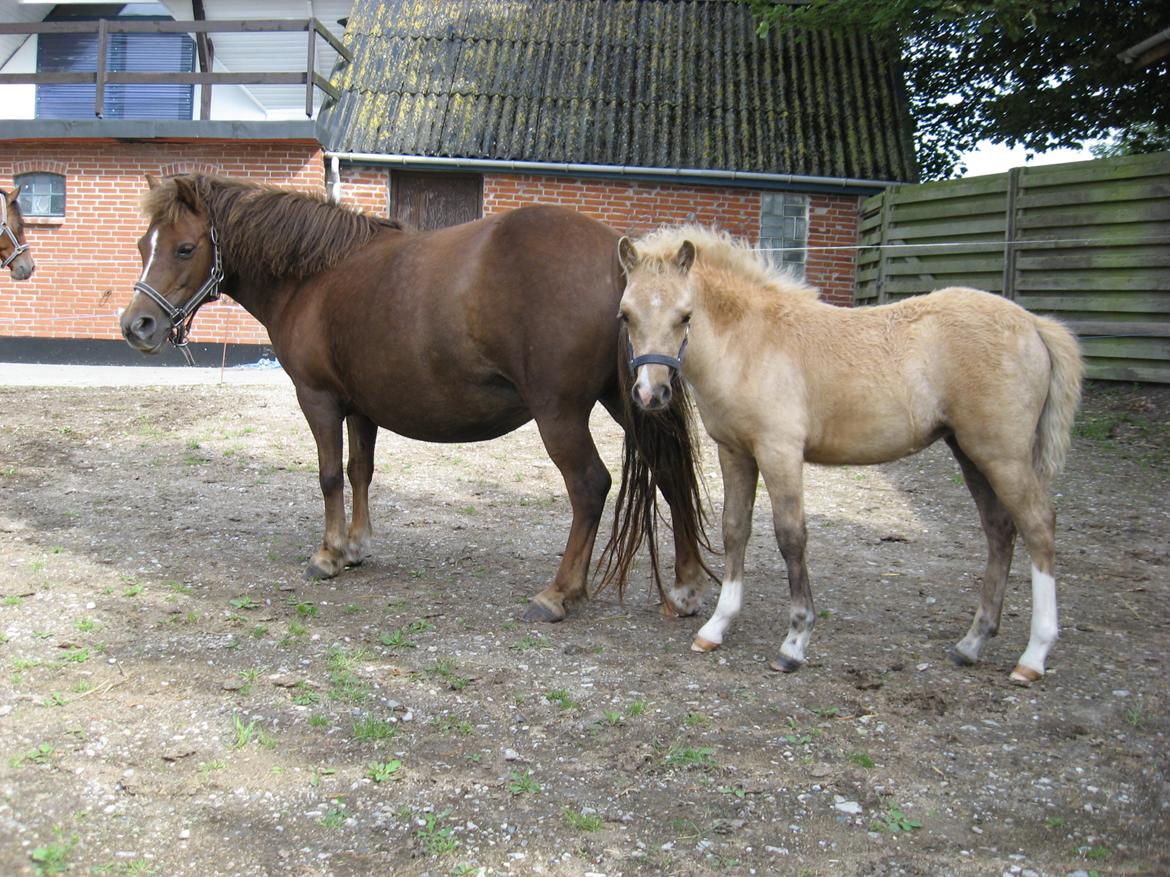 Welsh Partbred (Sec F) Sally - Sally 2 måneder billede 17