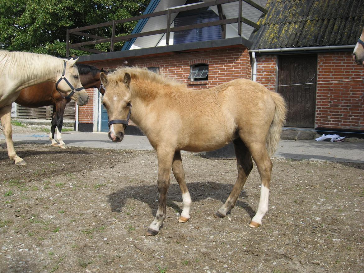 Welsh Partbred (Sec F) Sally - Sally 2 måneder billede 18