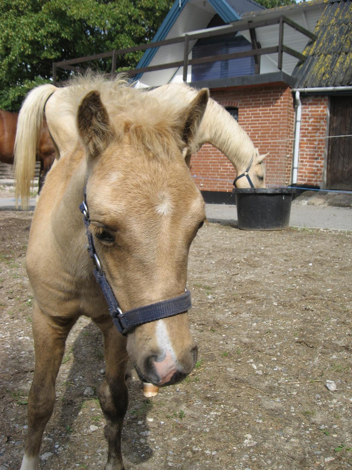 Welsh Partbred (Sec F) Sally billede 19