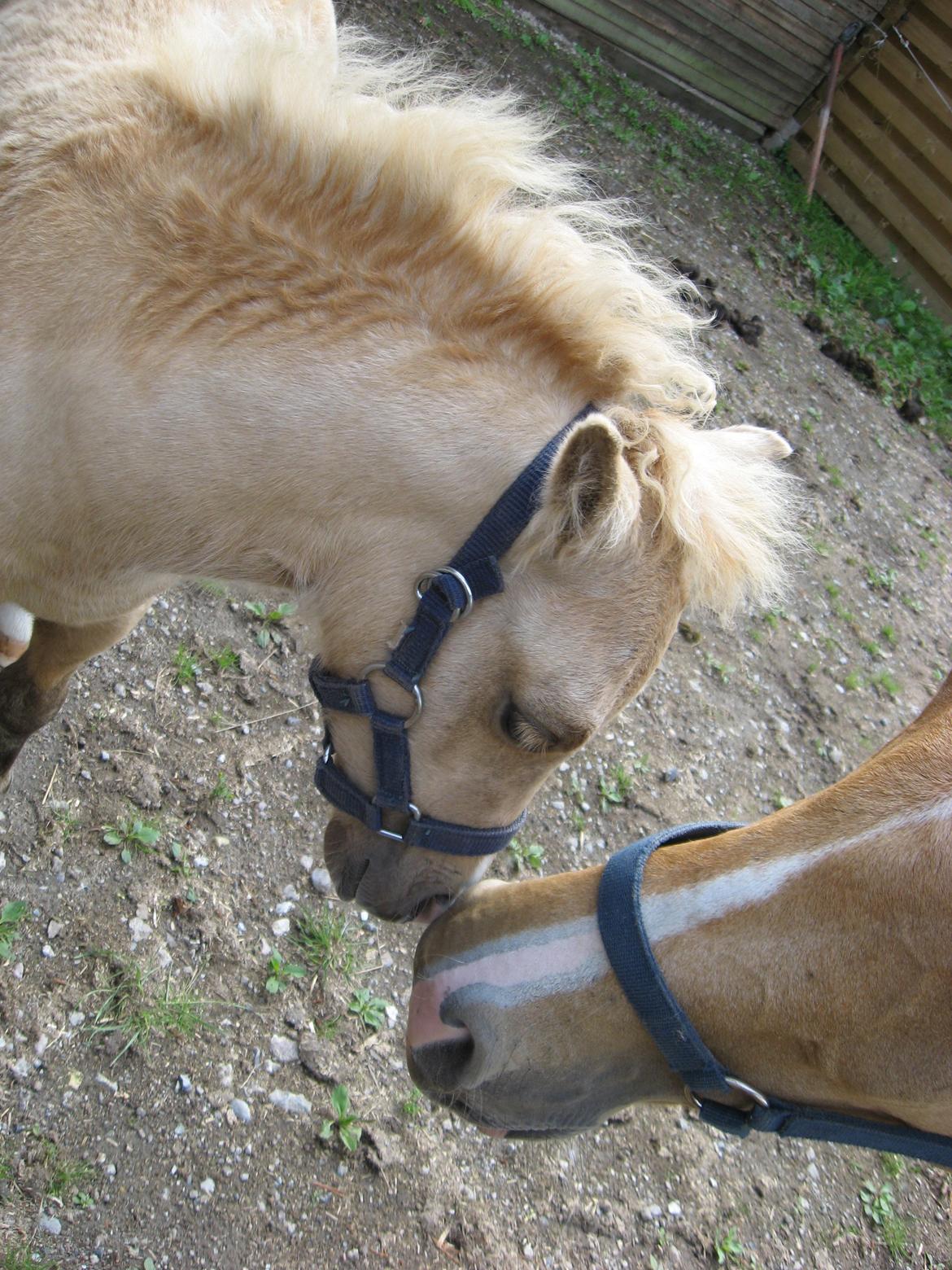 Welsh Partbred (Sec F) Sally - Sally og Zafra hilser billede 20