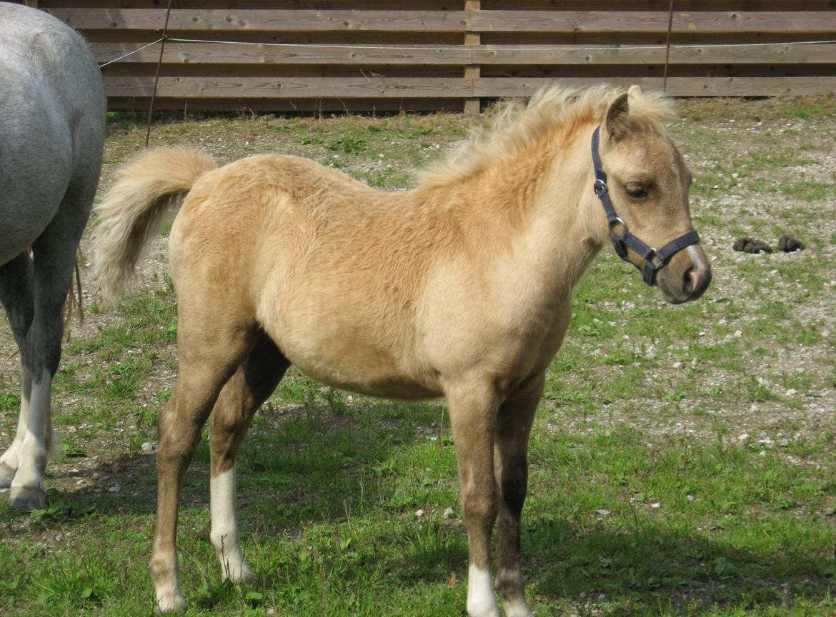 Welsh Partbred (Sec F) Sally billede 21