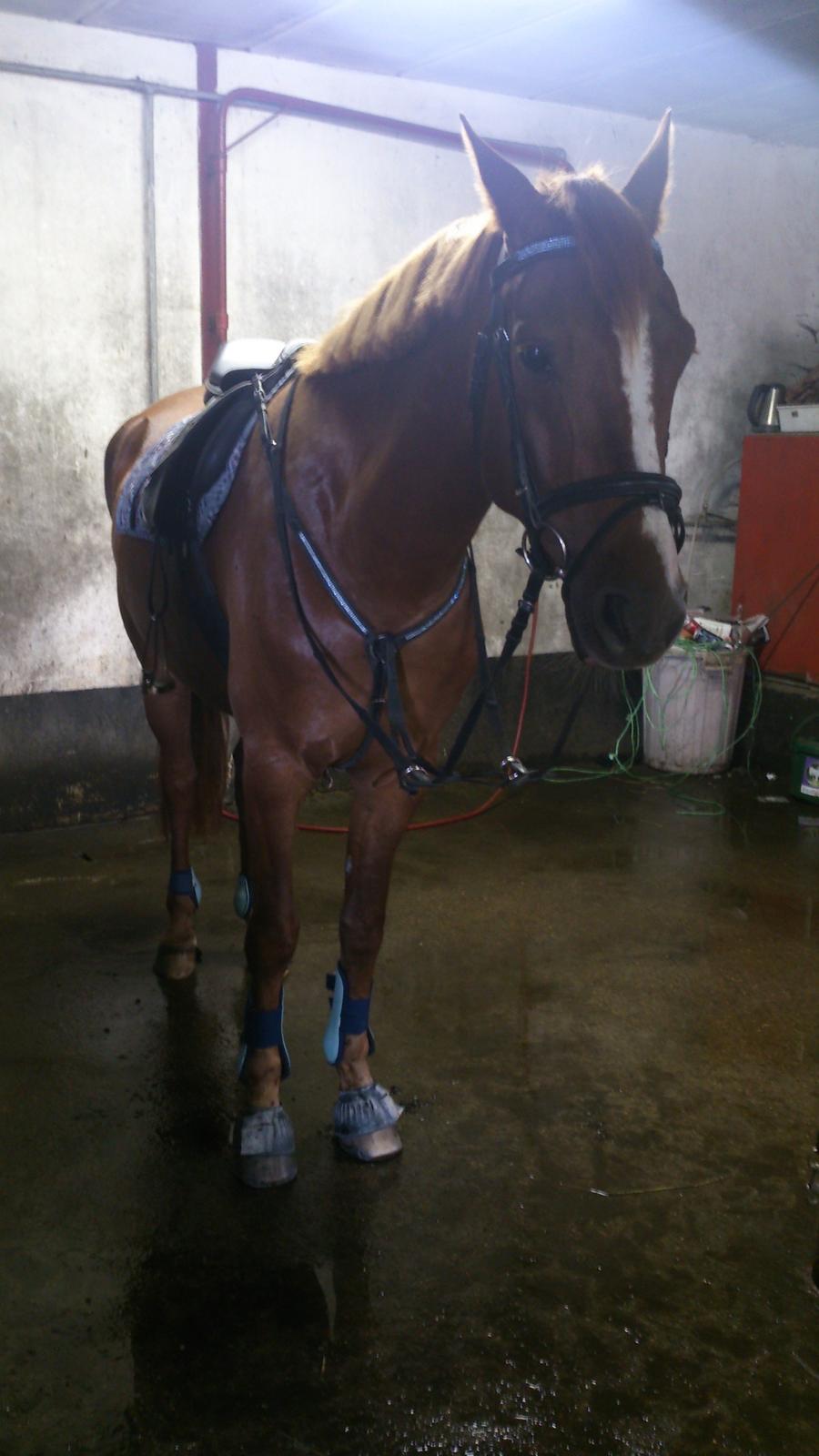 Anden særlig race Mister Monty [Tidl. Hest] - Min skønne hest med nyt udstyr! <3 billede 15