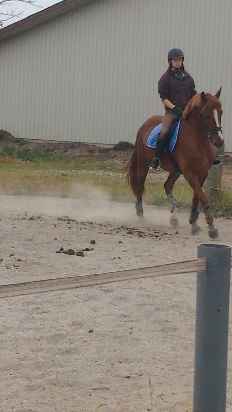 Anden særlig race Mister Monty [Tidl. Hest] billede 18