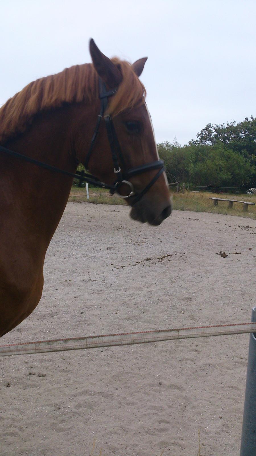 Anden særlig race Mister Monty [Tidl. Hest] billede 20