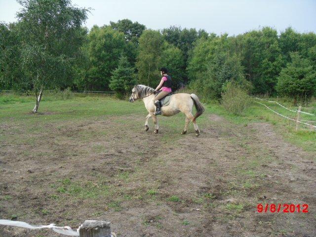 Fjordhest Saga billede 7