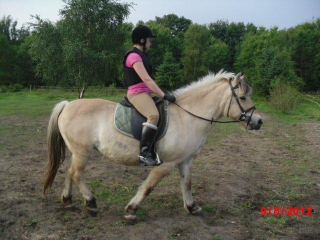 Fjordhest Saga billede 8